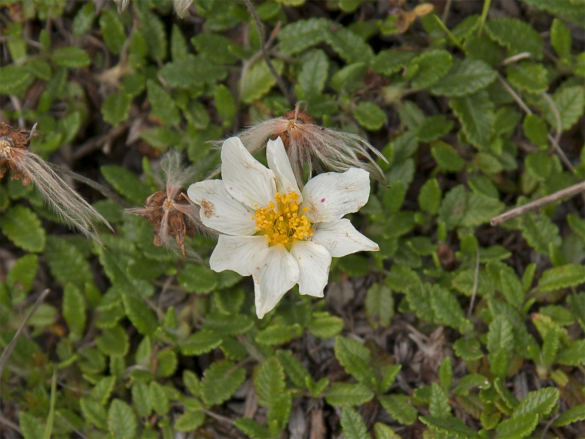 Dryas octopetala